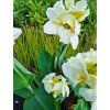 Canna Aljaška