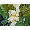 Canna Alaska