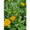 Coreopsis g. Castello Compact Yellow 2