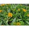 Coreopsis g. Castello Compact Yellow