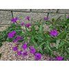 Verbena rigida Dazzling Night
