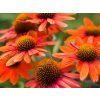 Echinacea Orange Sunset