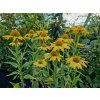 Echinacea p. Yellow Pasion 800
