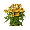 Echinacea Golden Yellow