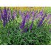 Salvia x superba Bordeau Deep Blue