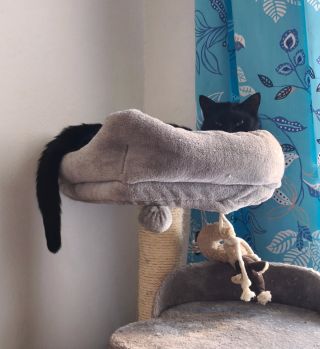 Můj největší učitel, ochránce, přítel ✨🙏🏻 #cat #blackcatsofınstagram #severus