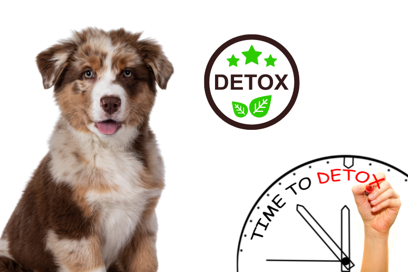 Detox organismu: Klíč ke zdraví vašich psů a koček