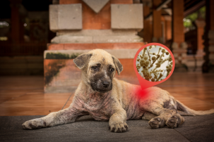 Kvasinková infekce u psů