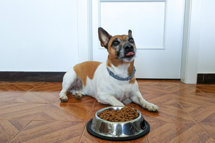 Jak vybrat krmivo pro alergického psa?