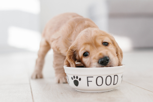 Jak mohou kvalitní probiotika ovlivnit celkové zdraví psa a kočky