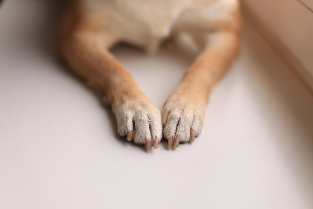 Proč si pes kouše tlapky?