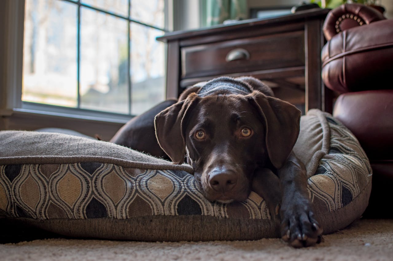 Jak udržet psa aktivního i v zimě: aneb zimní lenošení citlivým psům nesvědčí