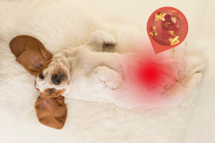 Syndrom bakteriálního přerůstání tenkého střeva (SIBO) u psů a koček