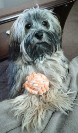 Reference alergickypes.cz