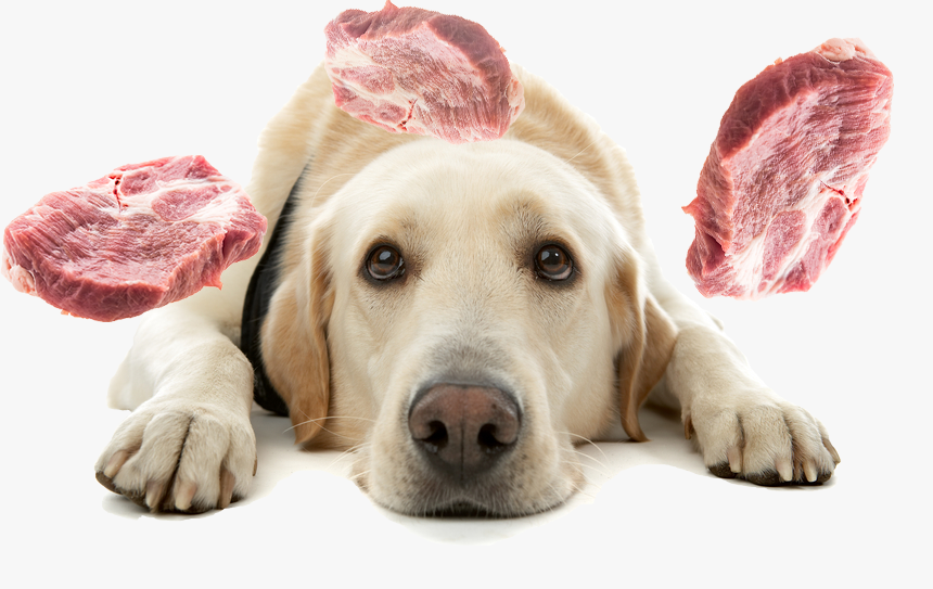 Jak se projevuje potravinová alergie u psa?