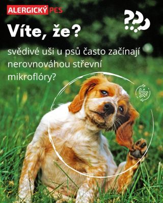🐶 Víte, že…? svědivé uši u psů často začínají nerovnováhou střevní mikroflóry? 👉 Příčinou může být: - zánět - přemnožené...