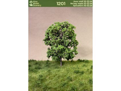 Javor 10-12 cm