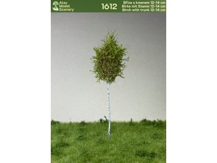 Bříza s kmenem 12-14 cm