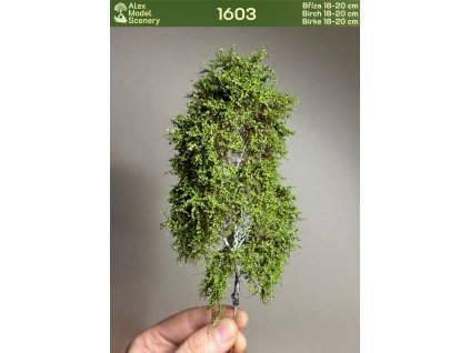 Bříza 18-20 cm