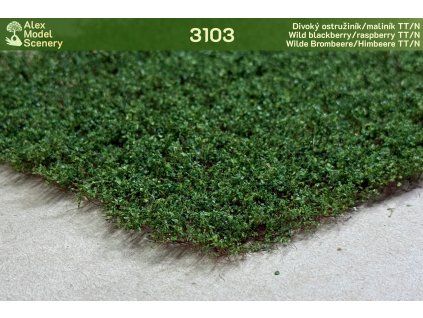 Divoký ostružiník/maliník TT/N