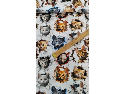 Zimní softshell kočky