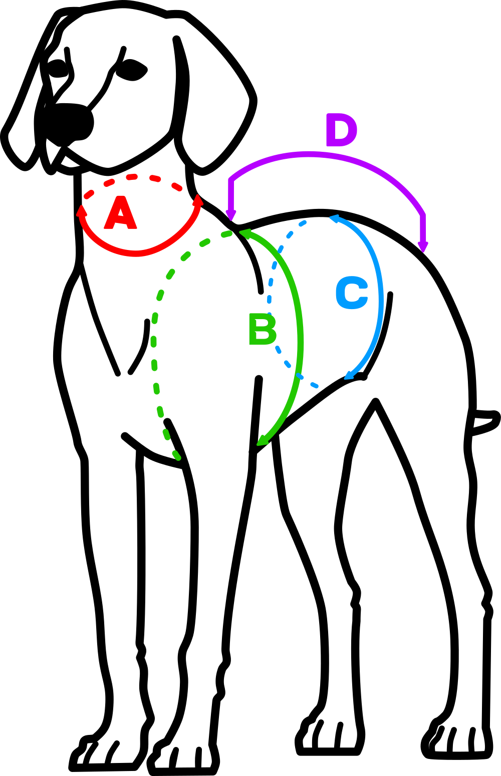 Dog_measurements_scheme
