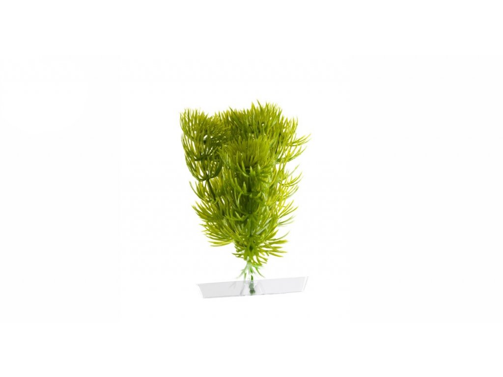 Akvarijná rastlina Anacharis 13-16 cm