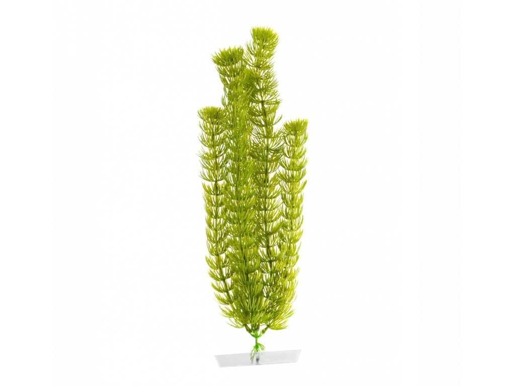 Akvarijná rastlina Anacharis 38-43 cm