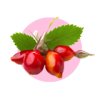 rosehip