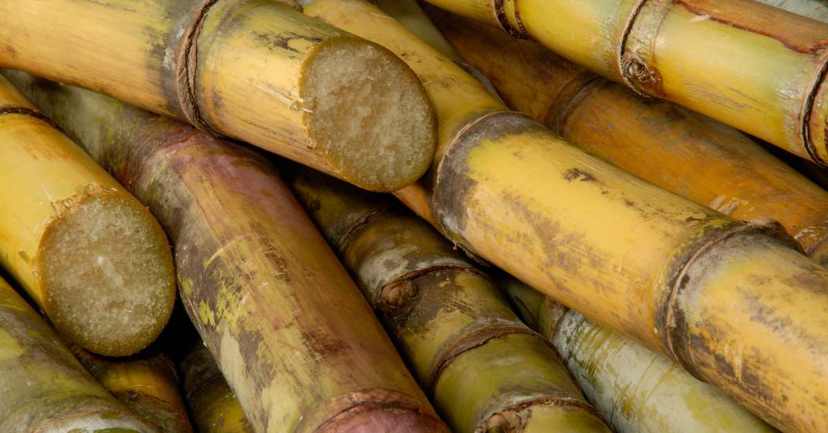Od cukrové třtiny k láhvi – výroba rumu