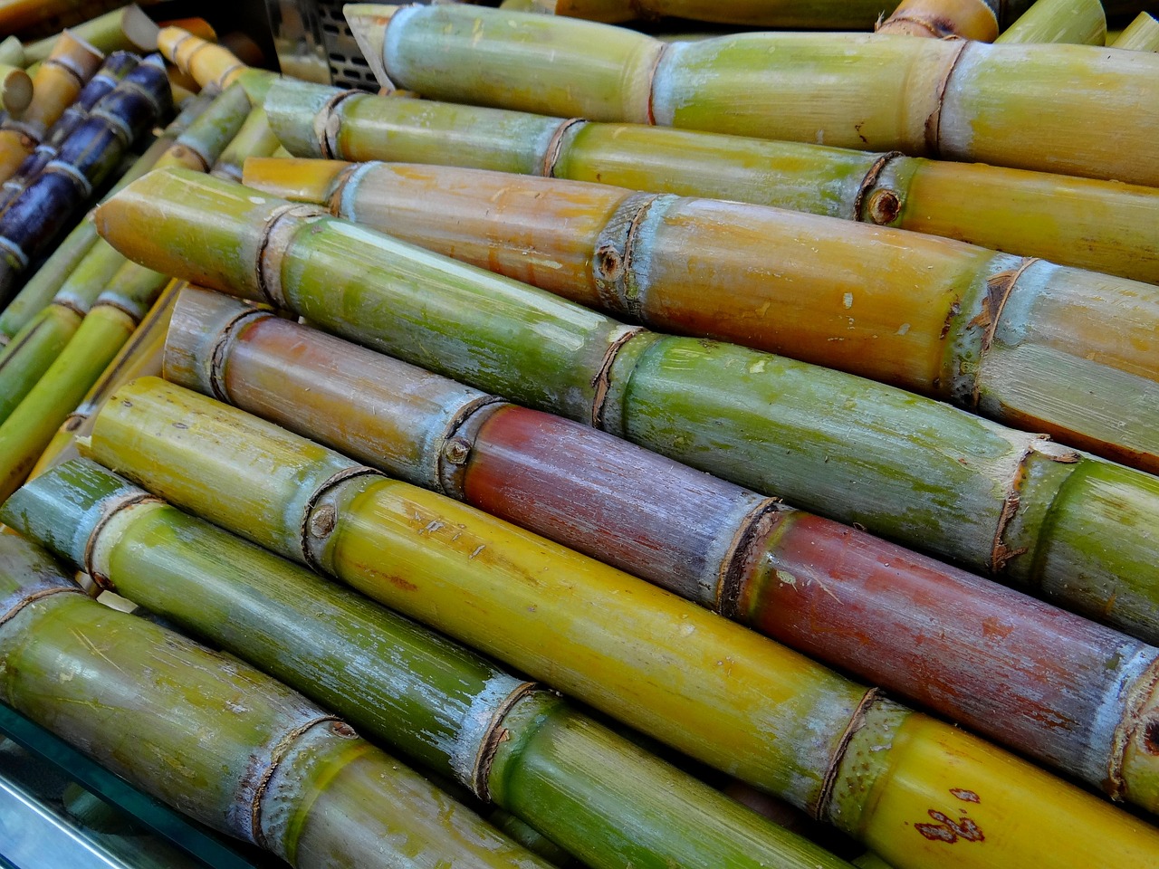 sugar-cane-276242_1280