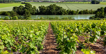 Champagne – Co dělá pravé šampaňské výjimečným?