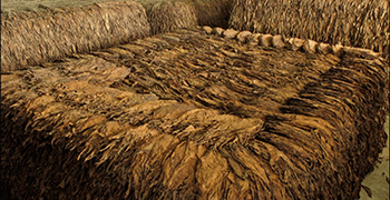 Chvíle, kdy se z tabákového listu stává doutník