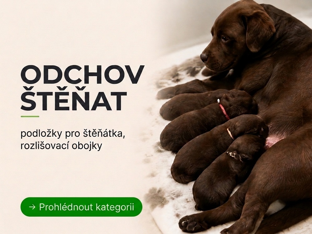 Odchov štěňat