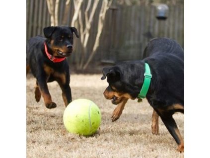 Velký míč pro psy