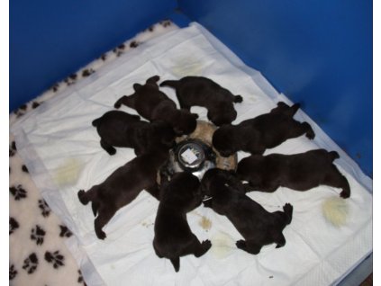 Jednorázové velké pleny pod štěňata  75x90cm - SuperDry 10 ks