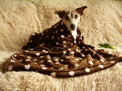 Plyšová hnedá deka - vzor svetloružový bodka