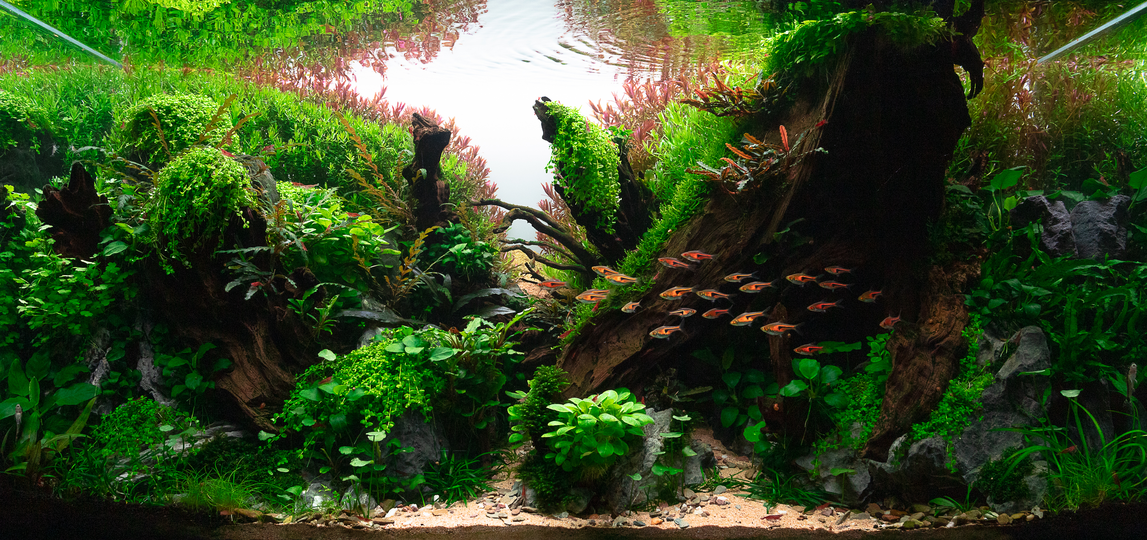 Hodnocení nejhezčích akvárií Česka a Slovenska