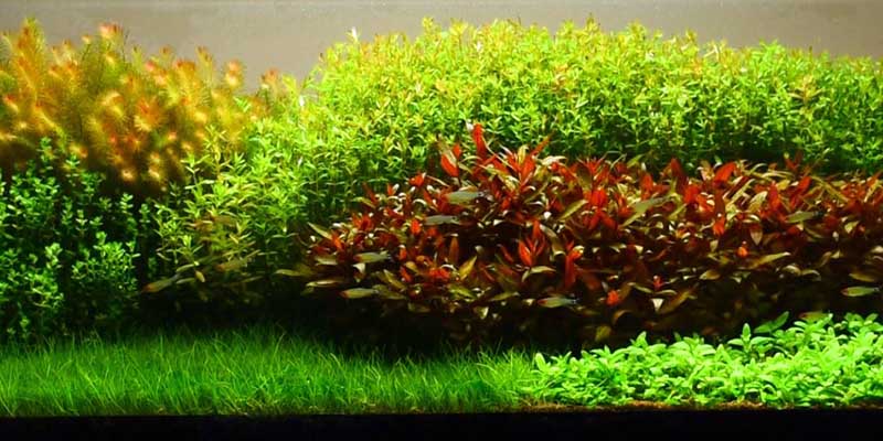 Holandské akvárium - kompletní video návod