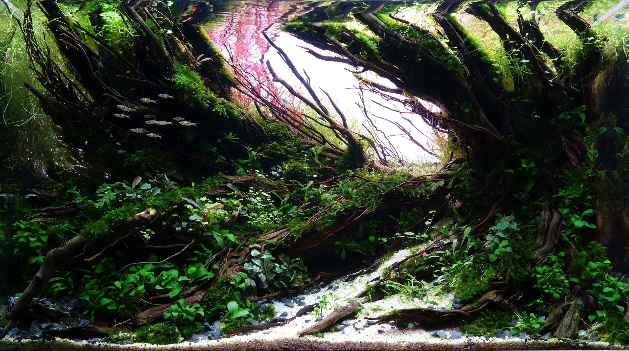 Nejhezčí akvária Česka a Slovenska pro rok 2024