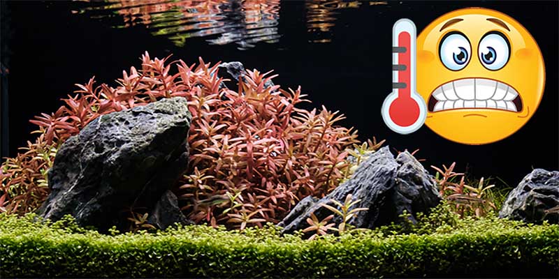 Možnosti chlazení akvária v létě