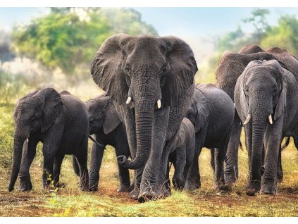 TREFL Puzzle Afričtí sloni 1000 dílků