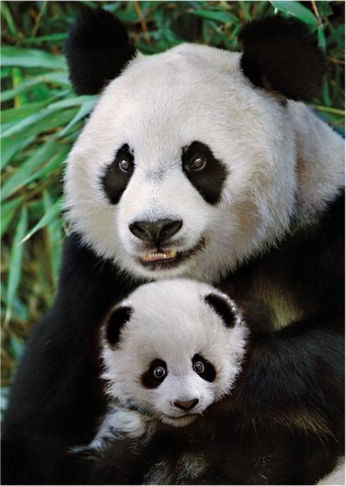 DINO Puzzle Panda s mládětem 1000 dílků