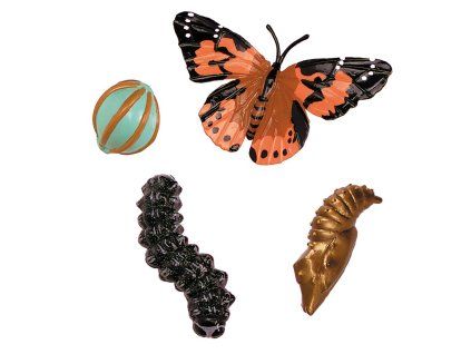 zivotni cyklus motyl