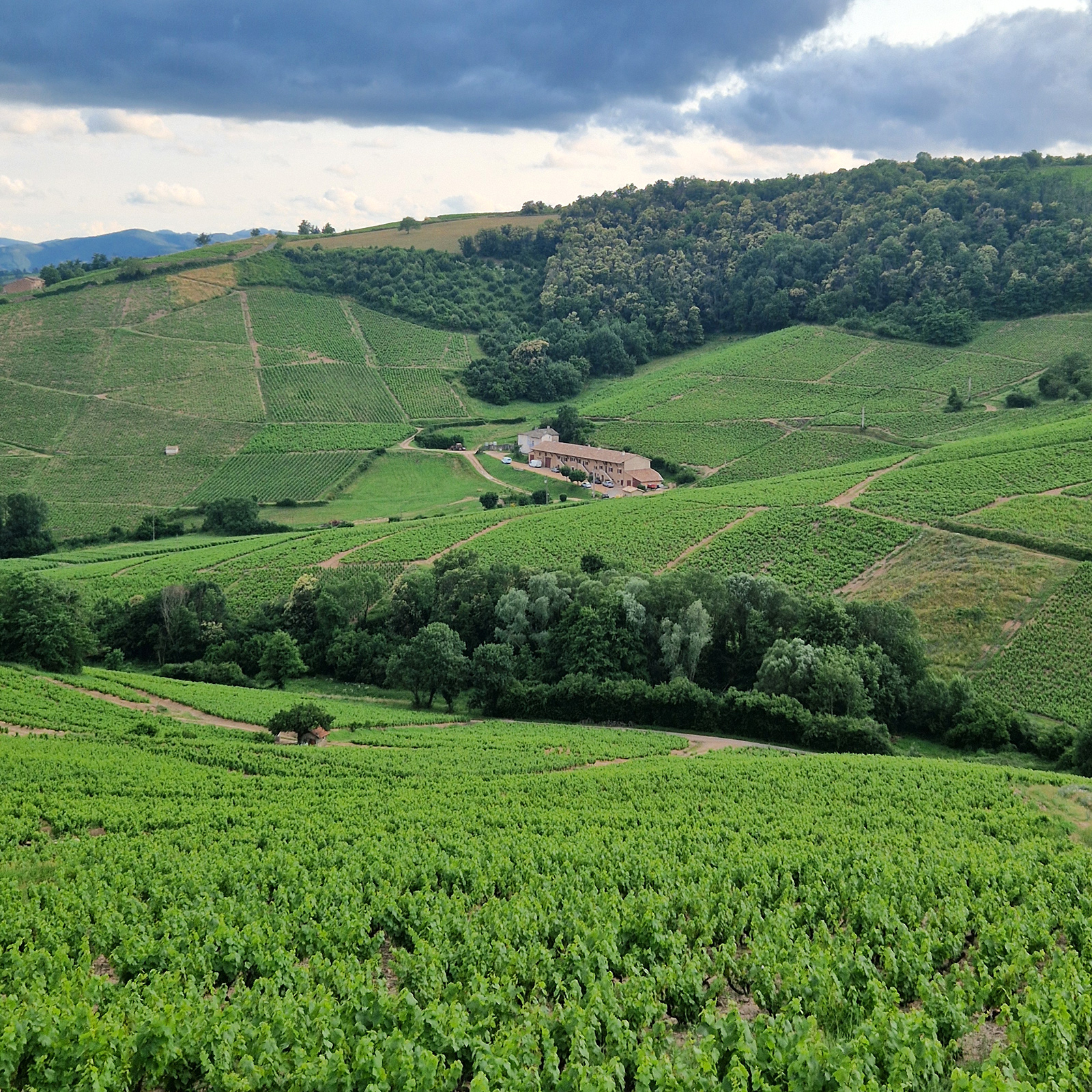 Beaujolais tradiční a přesto málo známé