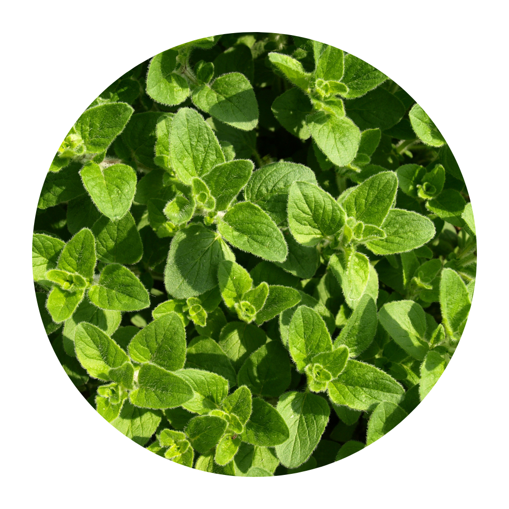 BIO dobromysl