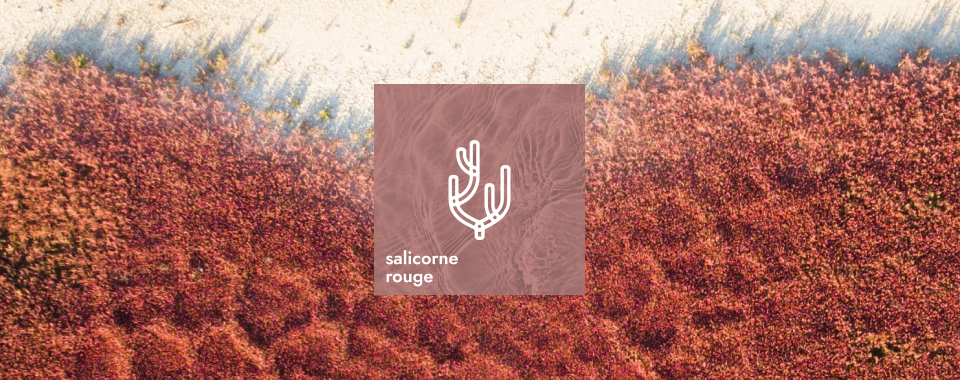 Antioxidační vlastnosti