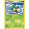 XY 019/146 Gogoat - XY