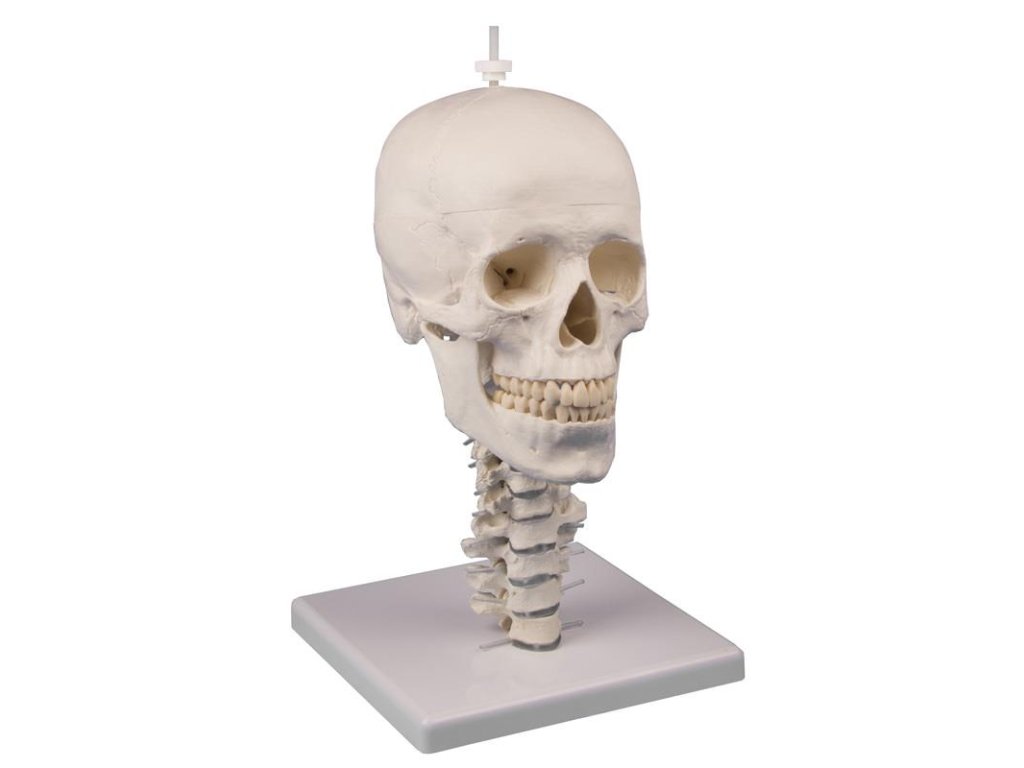 49146 lebka 3 dielny model s krcnou chrbticou a stojanom erler zimmer