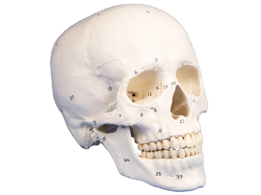 49164 3 dielny model lebky cislovany 4505 i erler zimmer